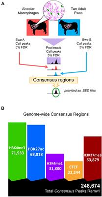 Genome-Wide Histone Modifications and CTCF Enrichment Predict Gene Expression in Sheep Macrophages